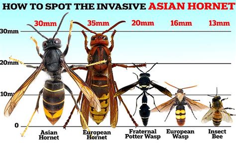 Asian hornet hotspots revealed: Interactive map shows the full list of ...