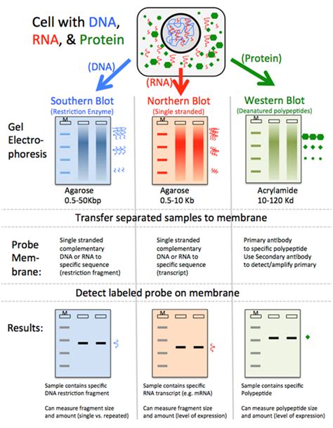 Blotting And Hybridization Chemistry Libretexts