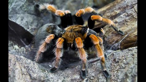 Tarantula Theraphosidae