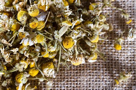 How To Plant Grow And Harvest Chamomile Harvest To Table