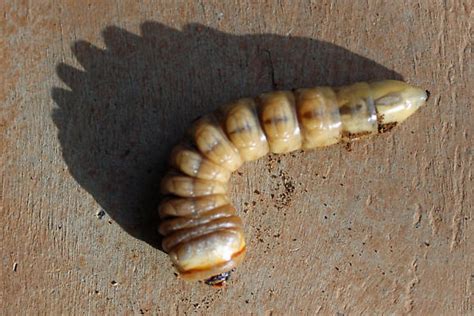 Palo Verde Root Borer Larva Derobrachus Hovorei Bugguidenet