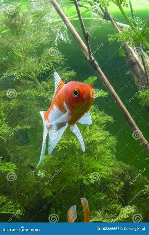 Koi Fish Japanese Background Bring Water With Plants Stock Image