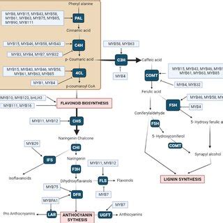 Regulation Of Phenylpropanoid Pathway By MYB Transcription Factors