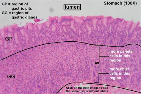 Stomach Tutorial Histology Atlas For Anatomy And Physiology