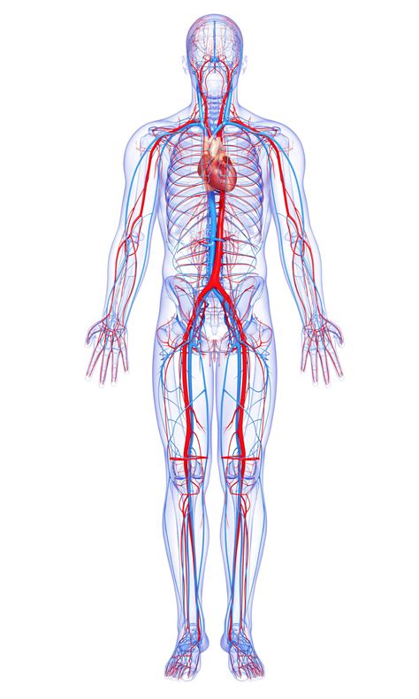 Label The Blood Vessel Human Bio - Circulatory/Cardiovascular System ...