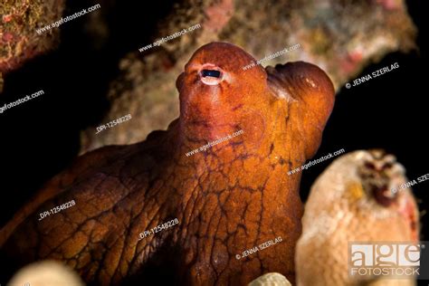 Hawaiian Day Octopus Octopus Cyanea Wailea Maui Hawaii United