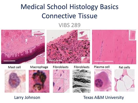 Macrophage Histology