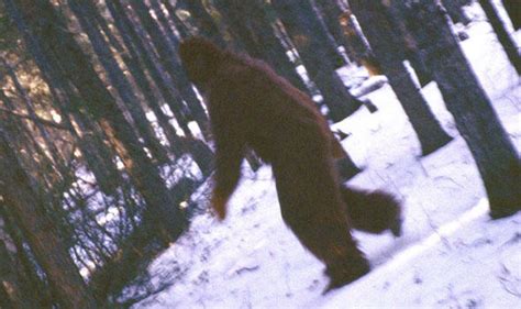 Bigfoot Is Real And There Is DNA To Prove It Claim Researchers Weird