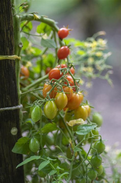 Red And Green Ripening Edible Tomatoes Fruits Hanging On Tomato Plant