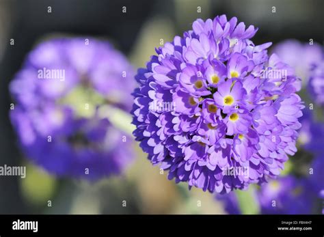 Trommelstock Pflanzen Stockfotos Und Bilder Kaufen Alamy