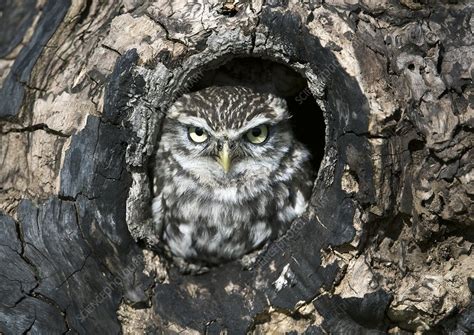 Little owl - Stock Image - C008/7919 - Science Photo Library