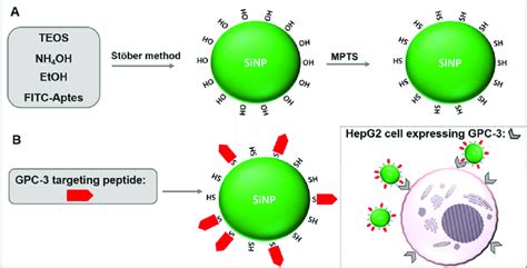 Schematic Representation Of A Fitc Doped Silica Nanoparticle Download Scientific Diagram