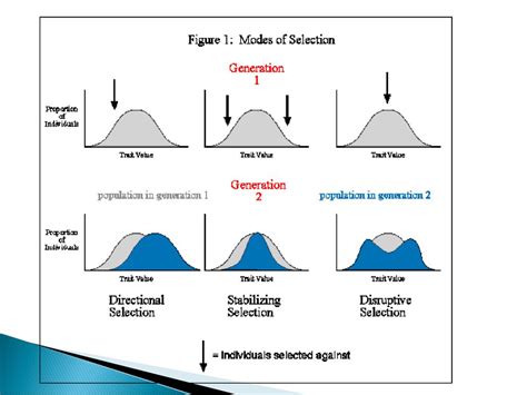 Founder Effect Graph