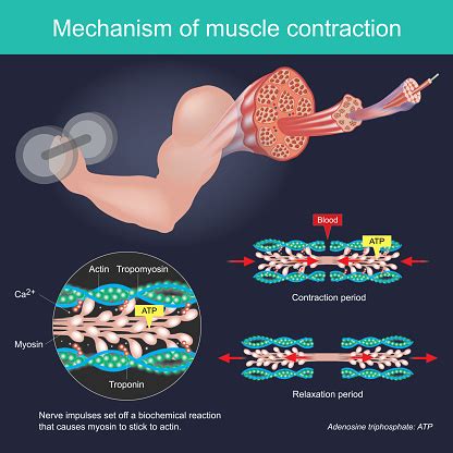 The Muscle Contraction As A Result Of Nerve Impulses Set Off A ...