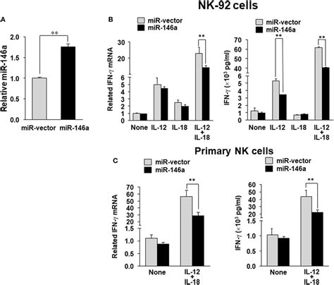 Frontiers Regulation Of Human Natural Killer Cell Ifn γ Production By Microrna 146a Via