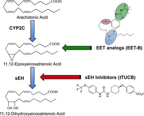 Epoxyeicosatrienoic Acids Hypertension And Kidney Injury Hypertension