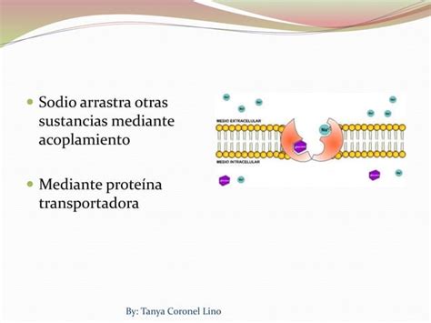 Transporte Activo Secundario Ppt