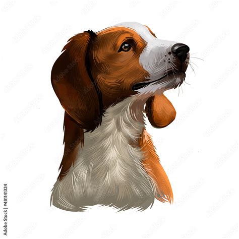 American English Coonhound dog digital art illustration isolated on white background. Redtick ...