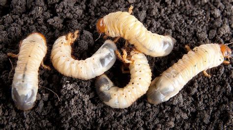 Qu Hacer Si Ten S Gusanos Blancos En La Casa