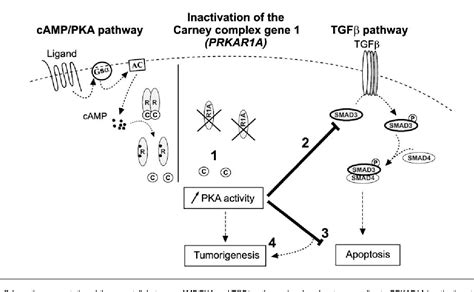 PDF Inactivation Of The Carney Complex Gene 1 Protein Kinase A