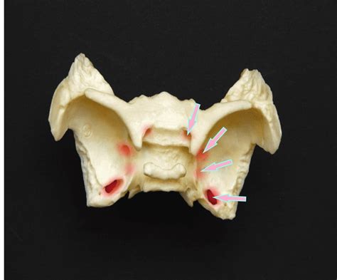 Sphenoidal Foramen Diagram Quizlet