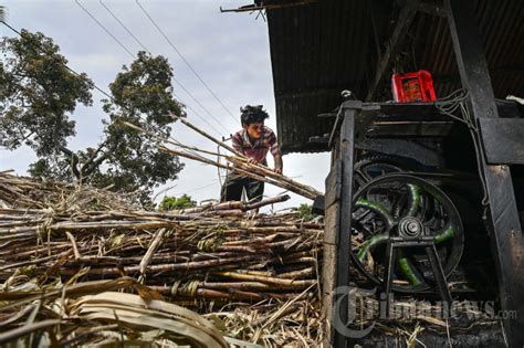 Proses Produksi Gula Merah Rumahan Foto Tribunnews