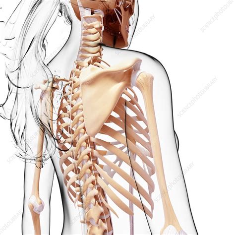 Anatomy Naked Woman Body With Bone Skeleton Telegraph