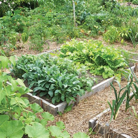 10 trucs infaillibles pour réussir son potager Je Jardine