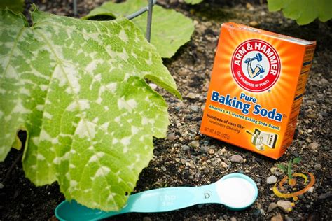 How To Control Powdery Mildew The Easy Way