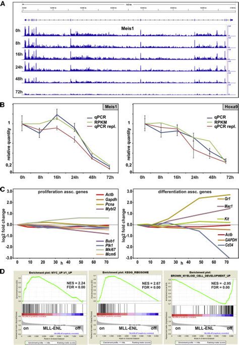 Transcriptional Profiling Of Cellular Differentiation By Global Nascent