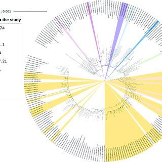 Maximum Likelihood Phylogenetic Tree Based On Complete Genomic