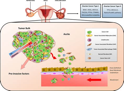 Frontiers How Autophagy Shapes The Tumor Microenvironment In Ovarian