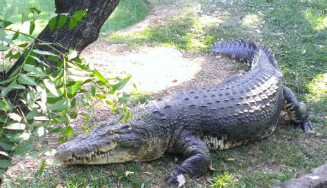 Anecdotes: The Crocodile Park, Chennai