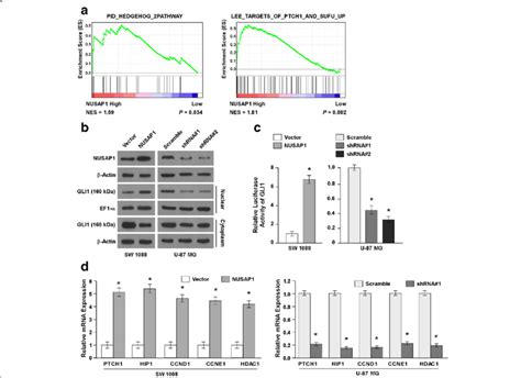 Activation Of Hedgehog Signaling By Overexpression Of Nusap1 A Gene Download Scientific