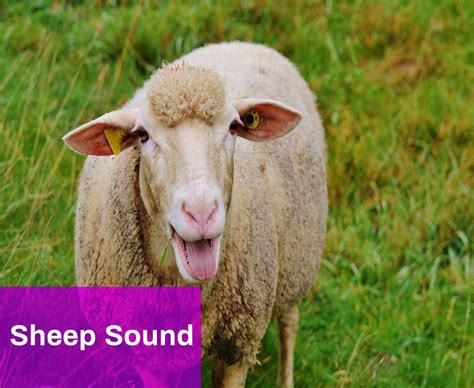 Sheep Sound Effect Free MP3 Download | Mingo Sounds