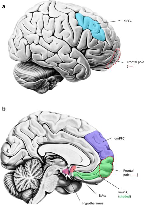 Dorsomedial Prefrontal Cortex