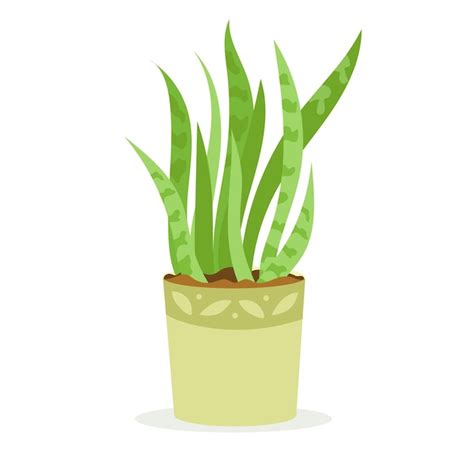 Sansevieria Planta De Casa Em Vaso Para Decora O De Interiores