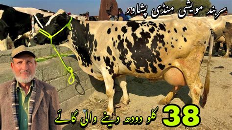 Dairy Cows Mandi Peshawar Liter Milk Giving Fresien Cow Sarband