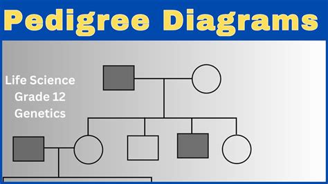 Pedigree Diagram Genetics Life Sciences Grade 12 Youtube