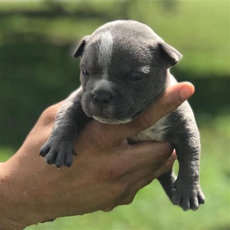 American Bully Puppies For Sale | Hollywood, FL #284505