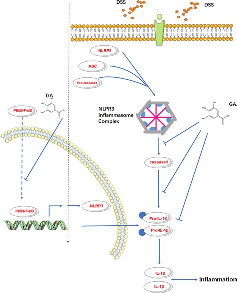 Frontiers Gallic Acid Ameliorates Dextran Sulfate Sodium Induced