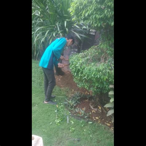 Perawatan Taman Merapikan Tanaman Di Gardener Kebun Jeruk