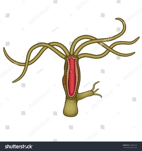 Hydra Anatomy Fresh Water Micro Animal Stock Vector 122862310 - Shutterstock