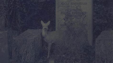 A Bâle les chevreuils du cimetière du Hörnli échappent à la mort Le