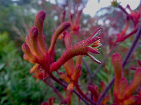 Anigozanthos Flavidus Tall Kangaroo Paw Red Gardening With Angus