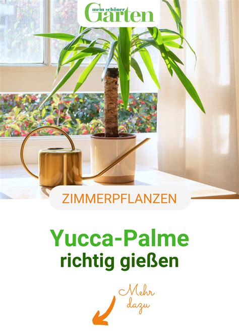 Yucca Palme Gie En So Gehts Richtig Yucca Palme Zimmerpflanzen