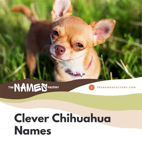 480+ Best Chihuahua Names For Every Pint-Sized Personality