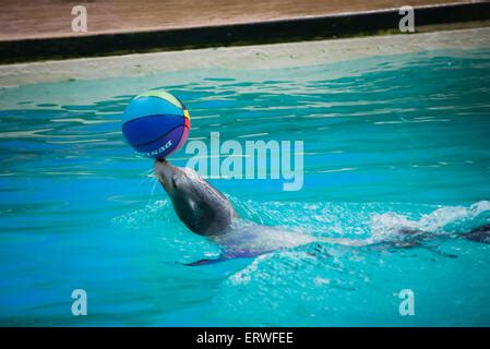 Seal balancing ball on nose Stock Photo - Alamy