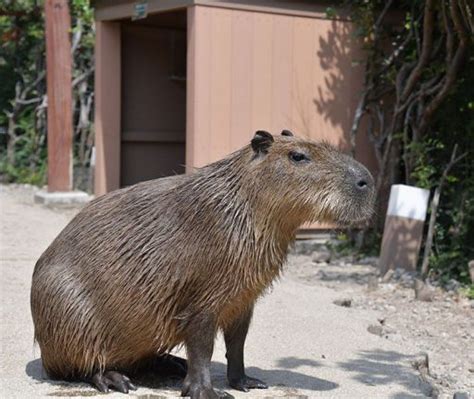 Ratas Gigantes Las 6 Especies Más Grandes Del Mundo