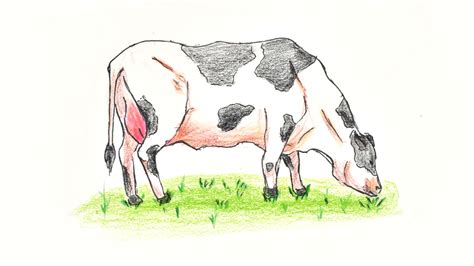 Ways To Draw A Cow Wikihow